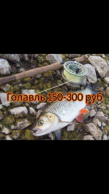 Сколько за 1 кг стоит рыба (сырая). Ч-2. #рыбак #рыбалка #fis смотреть онлайн