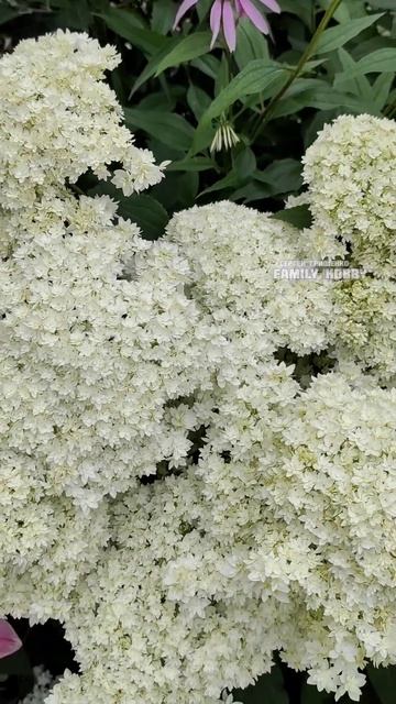 Гортензия древовидная Хаес Старбёрс 14 июля  в нашем