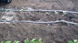 АРБУЗНАЯ ГРЯДКА прополка и рыхление почвы это сухой п?