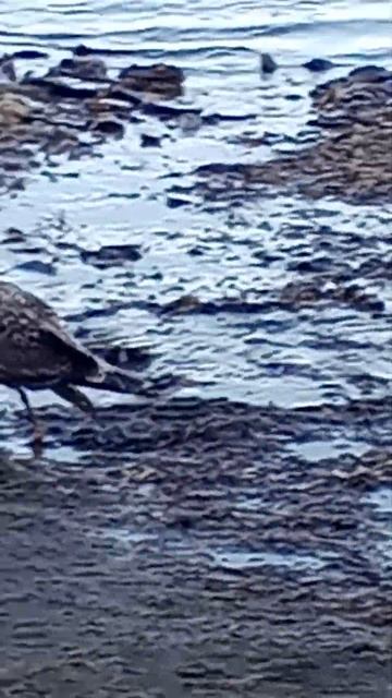 Птицы бухты тихая смотреть онлайн