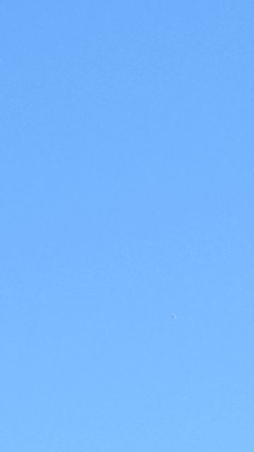 ну радость 4 пришел #бакинцы #узбекские #грузинские #pigeo смотреть онлайн