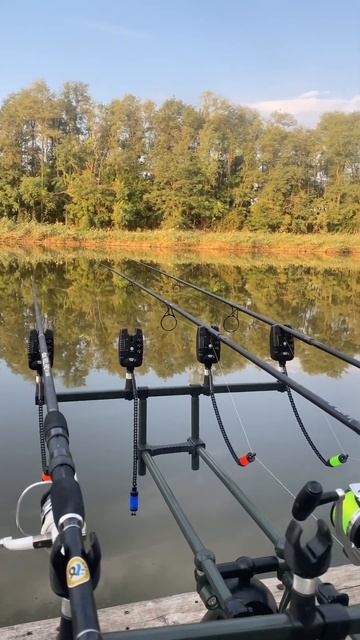 Обстановочка carpfishing природа carp рыбалка fishing озеро ?