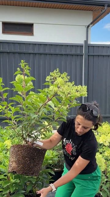 Взрослые гортензии готовы к посадке всё лето🌞#гортен смотреть онлайн