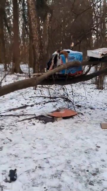 23_3 Домик для котов в лесу ктот модернизировал (утром в? смотреть онлайн