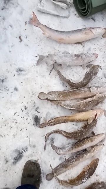 Зимняя рыбалка. #таймень #ленок #налим смотреть онлайн