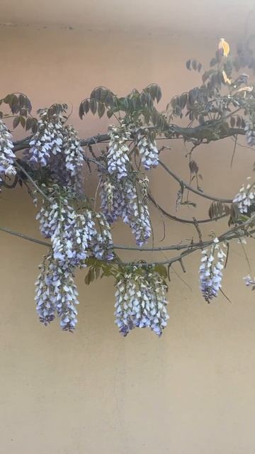 Живая стена: оформление глицинией 