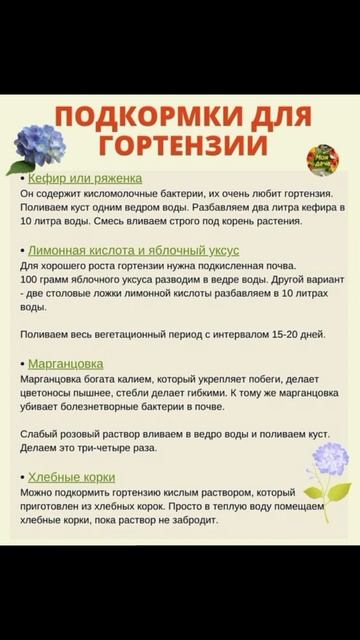 Подкормка гортензии #дача #сад
