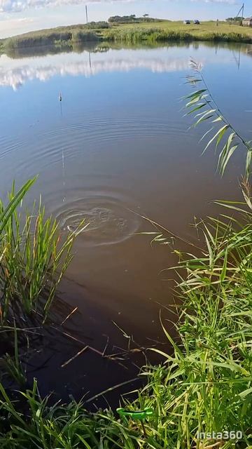 карась на удочку в жаркий август 🏕️🌞😎👍 смотреть онлайн