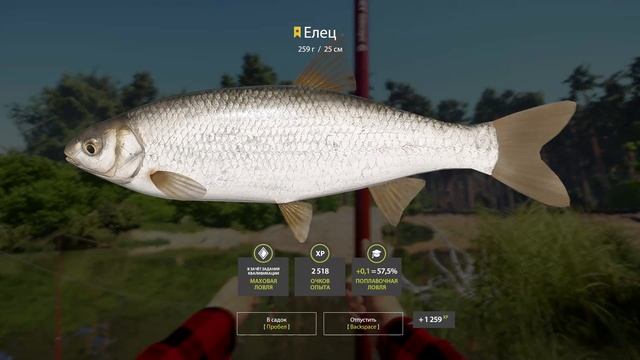 Трофейный Елец / р. Вьюнок / Русская Рыбалка 4 смотреть онлайн