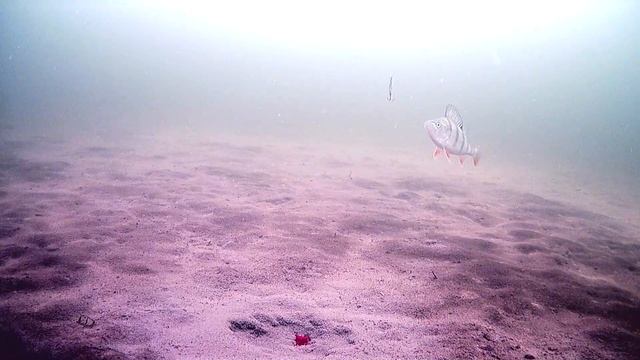 Блесна не возбудила окуня #Веркудское #fish #fishing #perch #рыб