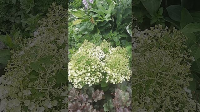 Гортензии в июле 2024 смотреть онлайн