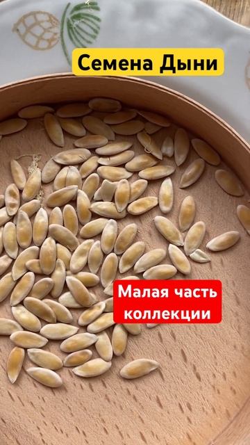 Коллекция семян Дыни #купитьсемена#купитьдыни#хитрук?