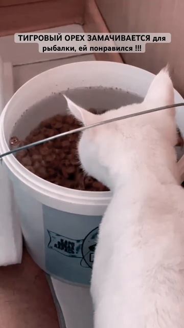 ТИГРОВЫЙ ОРЕХ И КОШКА. #рыбалка #сазан #донки #как #удоч? смотреть онлайн