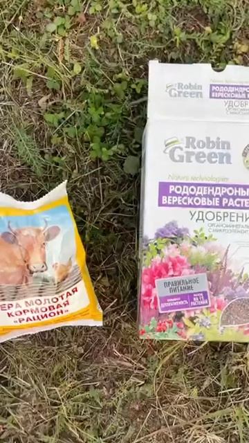 Голубике на нашем участке быть!!!!! смотреть онлайн