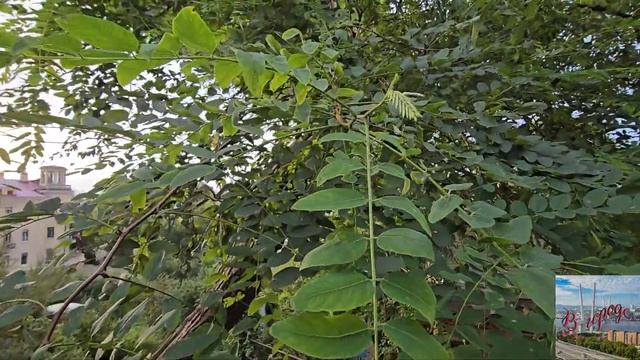 Весна осенью во Владивостоке смотреть онлайн