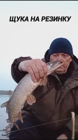 ЩУКА НА РЕЗИНКУ