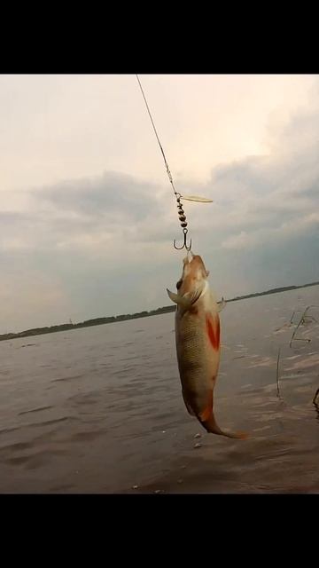 бодрый окунь #рыбалка #fishing#окуньнавертушку#Pontoon21