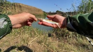 СКОЛЬКО ЖЕ ТУТ РАЗНОЙ РЫБЫ? РЫБАЛКА НА РЕКЕ ЕГОРЛЫК В А