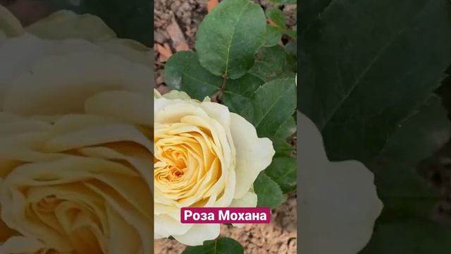 Розы