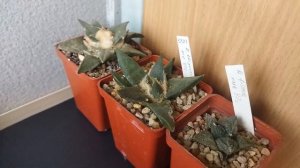 Зимовка Кактусов. УХОД ЗА КАКТУСАМИ зимой. Обзор