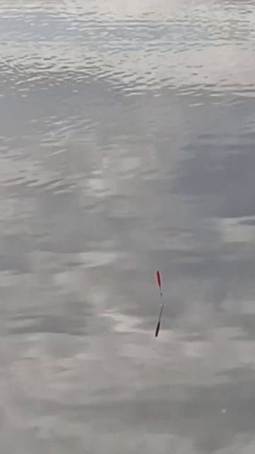 Красивая поклёвка карася на поплавок и хороший карась смотреть онлайн