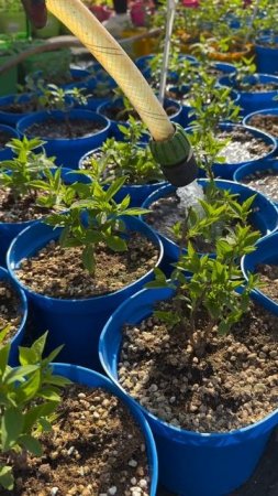 Тщательно поливаем и готовим к продаже для Вас, наши дорогие покупатели! www.artsad63.ru