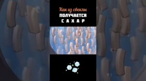 Откуда берется сахар?