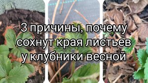 3 причины, почему сохнут листья у клубники весной