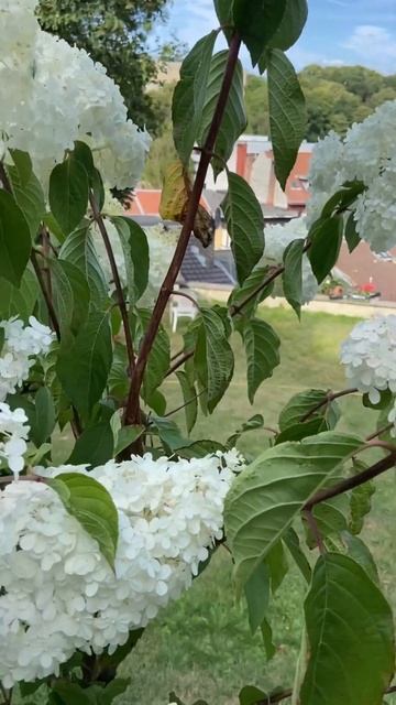 Hydrangea "Phantom". Гортензия «Фантом» смотреть онлайн