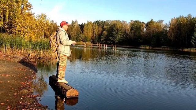 Рыбалка на спиннинг осенью на окуня, простая и красива