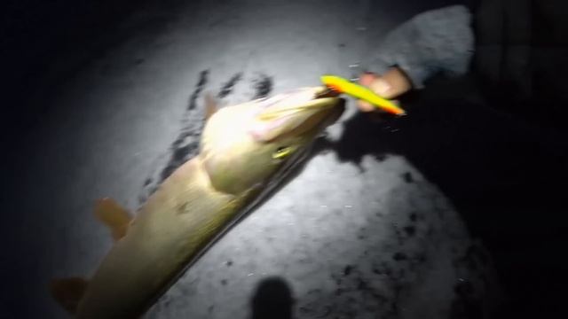 Зимняя ловля судака на вибы! Рыбалка 2025! Рыбалка на Оке смотреть онлайн