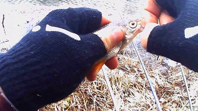 РЫБАЛКА НА БОЛЬШОМ ПРУДУ!*поймал несколько рыб*