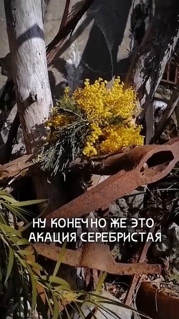 #spring #mimosa #скоровесна #мимоза #радость #зеленыйэкран #вд смотреть онлайн