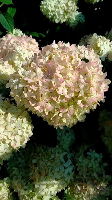 ГОРТЕНЗИЯ которую 3 года обрезали под соцветиями 28.07.202 смотреть онлайн