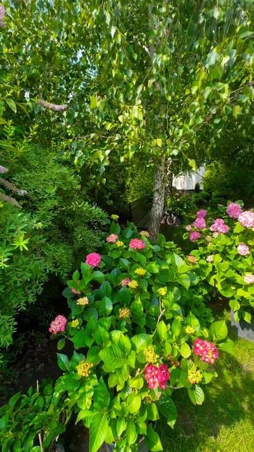 #hydrangea#macrophylla##гортензия#garden#гортензія #shorts#アジサイ #flowers# смотреть онлайн