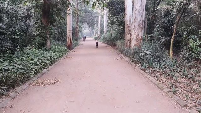 Через городские джунгли к оленям . #индия #индийскийка смотреть онлайн