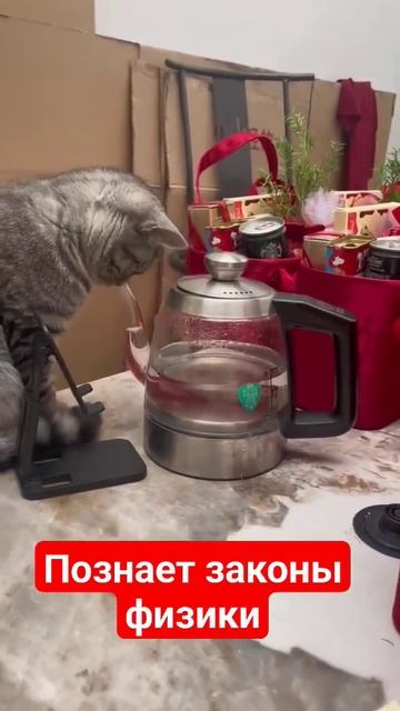 Физика... #смешноевидео #кот #cat #чайник #вода смотреть онлайн