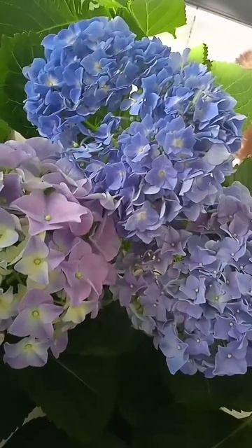 Гортензія Fabolo Blue.  flowers love hydrangea продаж hydrangeaflower nature