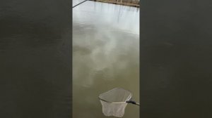 Рыбалка Плехановские пруды🎣