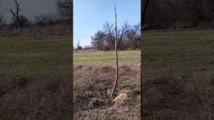 ПАВЛОВНИЯ ШАН ТОНГ И ПАО ТОНГ Z07 И ТЕХСРЕЗ