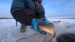 ПОДВИД ЗОЛОТОГО КАРАСЯ В ЯКУТИИ.