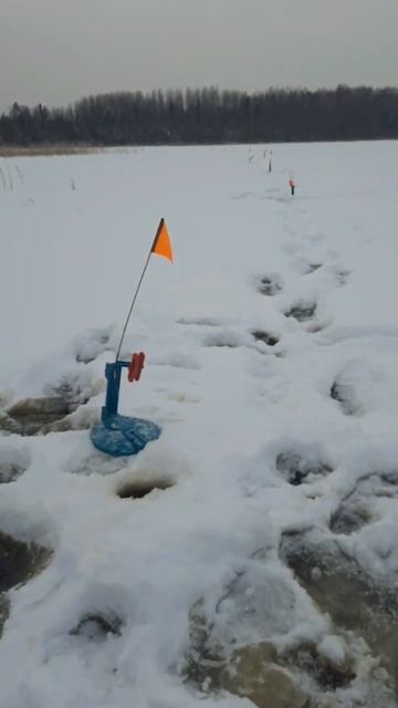 ШУКА на ЖЕРЛИЦЫ #рыбалка #fishing #2023 #shorts смотреть онлайн