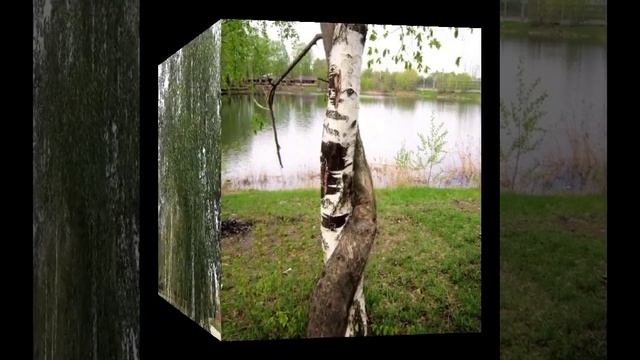 Берёза белая © Copyright: Бронислав Сычёв, 2022Свидетельств? смотреть онлайн