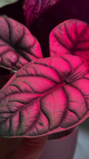 Красивое рядом 🫶 инст @urbam.ficus #горшечныерастения #рас?