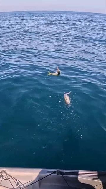 Рыбалка с РУЧНОЙ ЧАЙКОЙ на Сапе!!! #крым #рыбалка #черно? смотреть онлайн