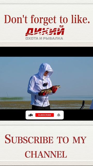 Ловля змееголова / Catching a snakehead #рыба монстр #змееголов # смотреть онлайн