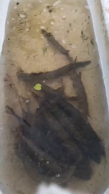 Муром Вербовские Пруды 3 Октября 2022 Сегодня у Щучке Жо? смотреть онлайн