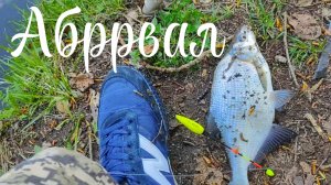 Лещ Оборвал,Дресерую Андатру.