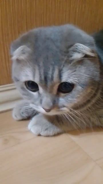 Кошка слушает анекдот про гранату смотреть онлайн