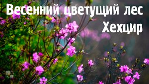 Весенний цветущий лес